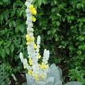Verbascum bombyciferum